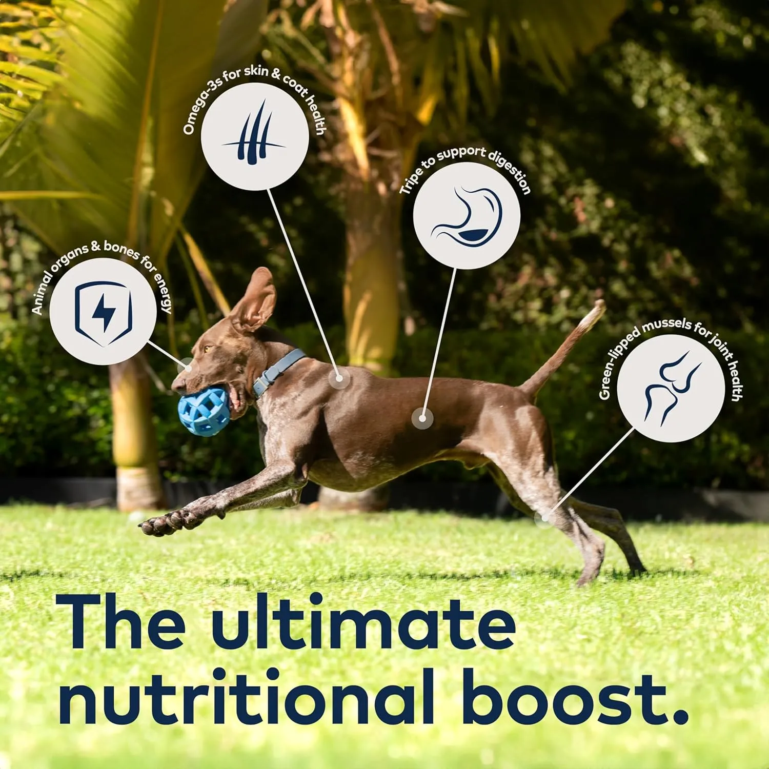 ZIWI Peak Air-Dried Dog Food  Beef - All Natural, High Protein, Grain Free, Limited Ingredient w/Superfoods (3.5oz) (Pack of 2)